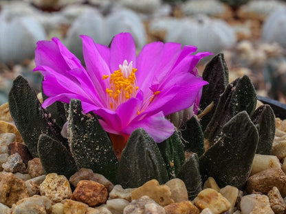 Ariocarpus scapharostrus RS 695 Rayones, NL