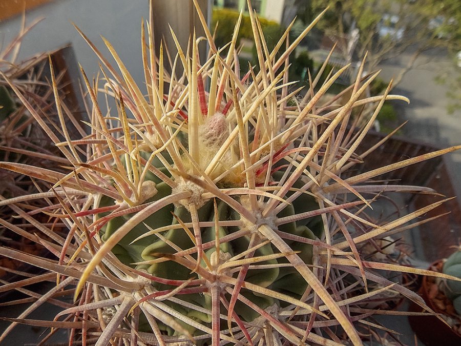 Echinocactus parryi L 1372 s. Ciudad Juarez, Chih - 10 seeds