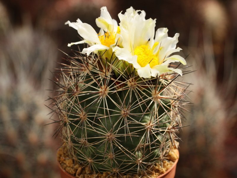 Pediocactus nigrispinus BB 93-2 Oregon - white flower - own roots