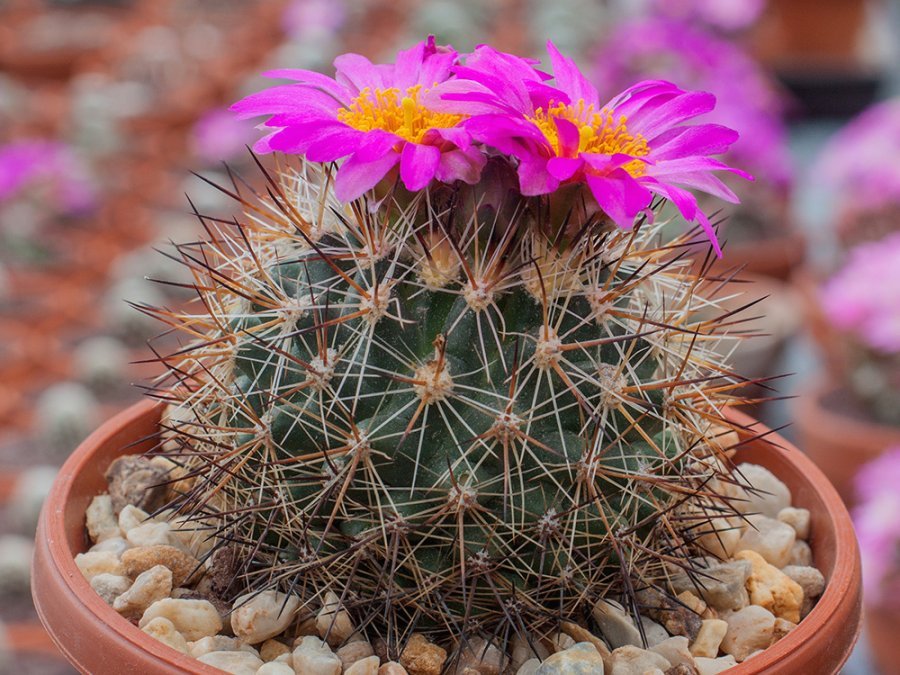 Pediocactus nigrispinus ssp. indranus FH 5 Idaho - own roots