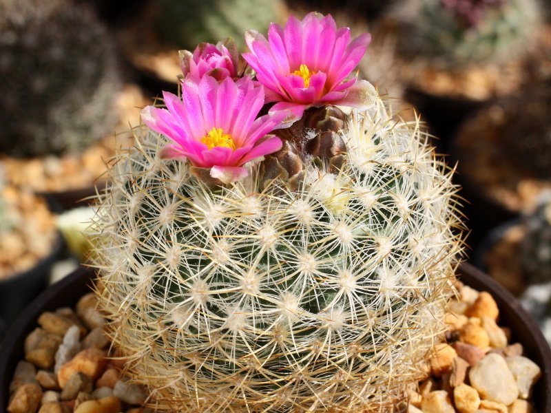 Pediocactus simpsonii v. minor Boulder, Colo - 10 seeds