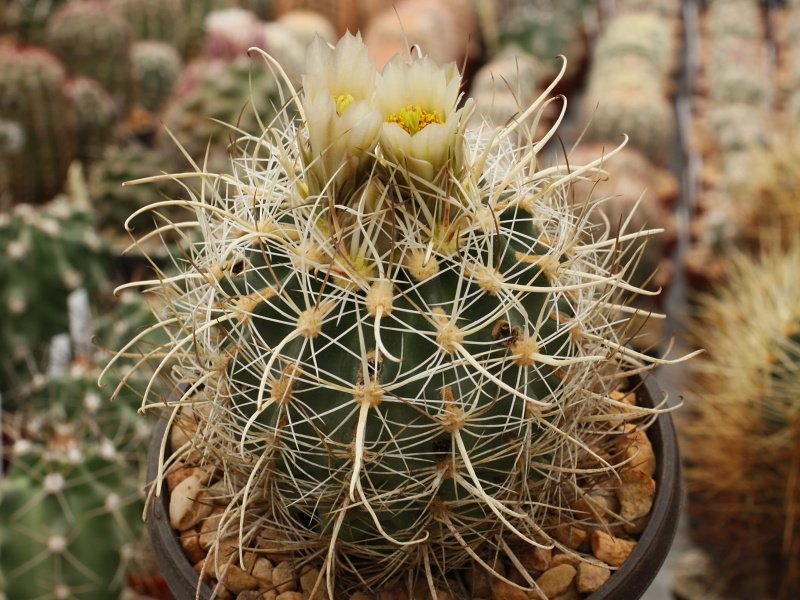 Sclerocactus wrightiae SB 1585 w Wayne Co, Ut - grafted