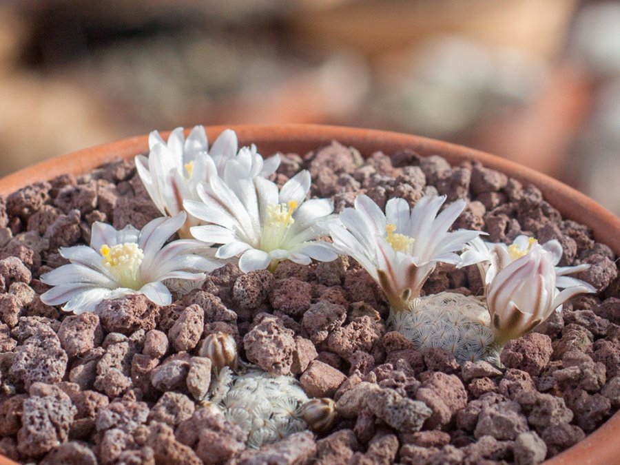 Mammillaria sanchez-mejoradae