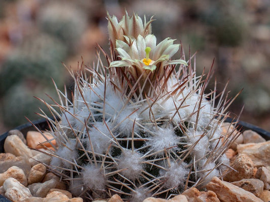 Escobaria robbinsorum SB 464 Cochise Co, Az