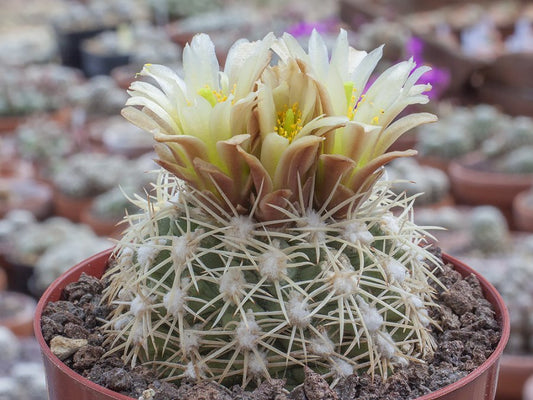 Sclerocactus mesae-verdae ŠN 1126 Ute Indian Res., Colo - 10 seeds