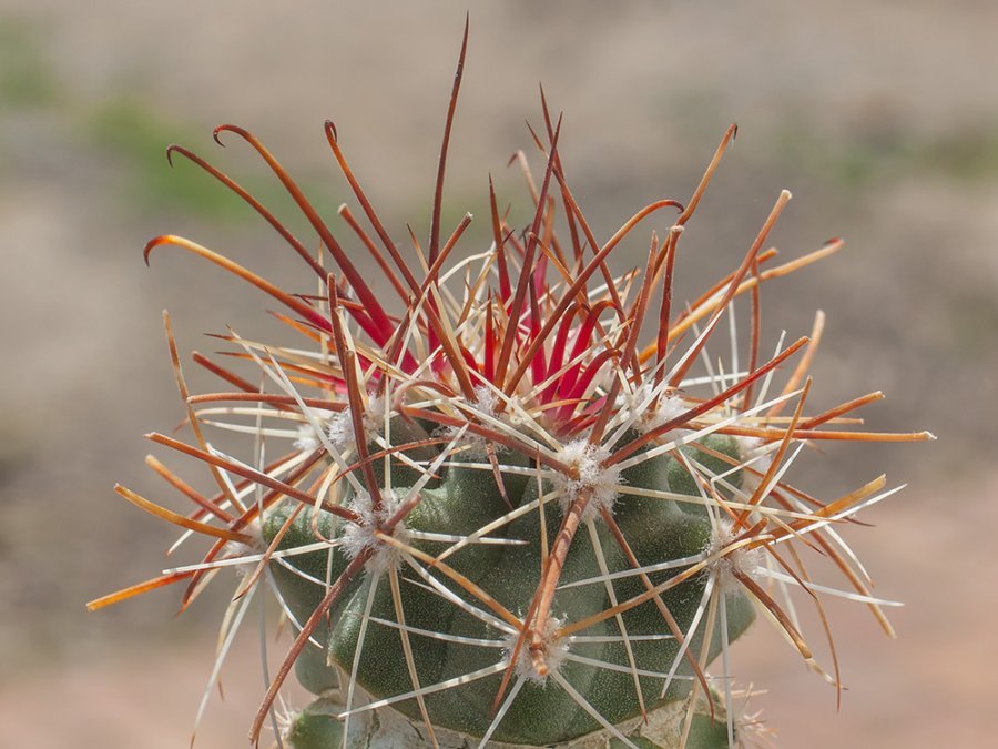 Scerocactus parviflorus ssp. havasupaiensis RP 131 Supai, Coconino Co, Az - grafted