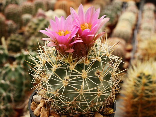 Sclerocactus wetlandicus Sand Wash, Ut - 10 seeds