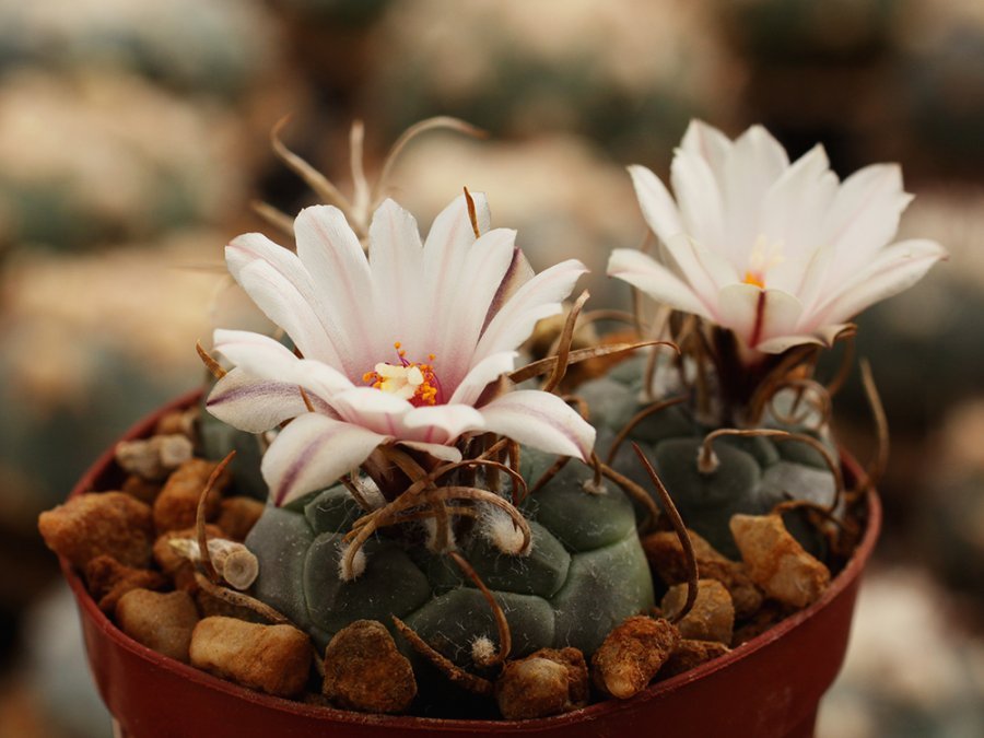 Turbinicarpus schmiedickeanus ssp. schwarzii SB 756 Charco Blanco, SLP