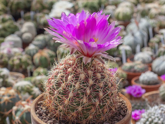 Thelocactus bicolor ssp. flavidispinus SN 2014 La Perla, Chih