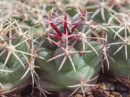 Thelocactus bicolor ssp. heterochromus VZD 679 El Casco, Dur