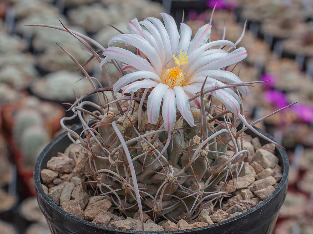 Thelocactus rinconensis var. nidulans Sierra de la Paila, Coah - selection curly spines
