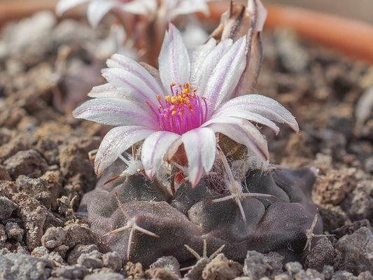 Turbinicarpus schmiedickeanus ssp. bonatzii VM 89 San Bartolo, SLP