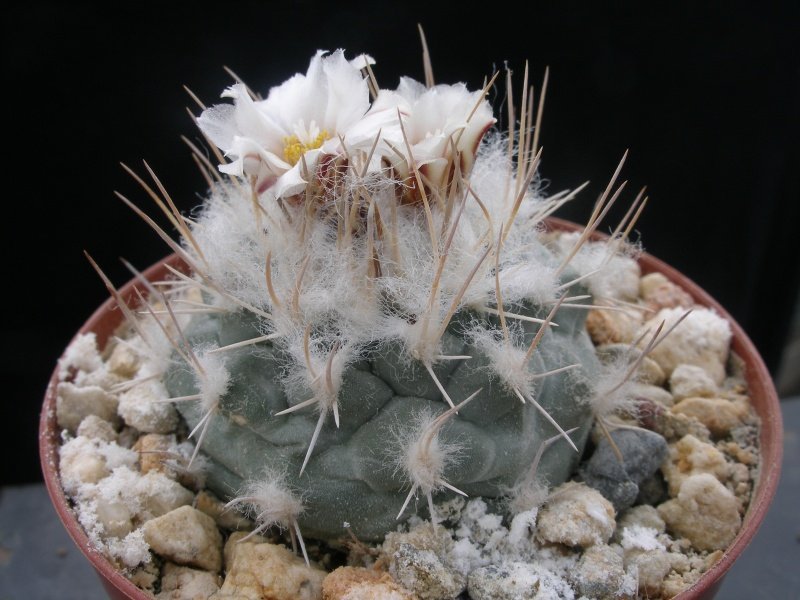 Turbinicarpus hoferi HO 434 Aramberri, NL