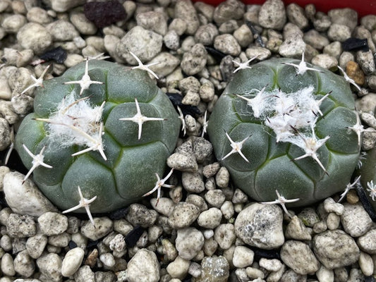 Turbinicarpus lophophoroides MZ 462 San Bartolo, SLP