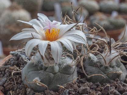 Turbinicarpus schmiedickeanus ssp. macrochele MZ 700 Pastora, SLP - 10 seeds