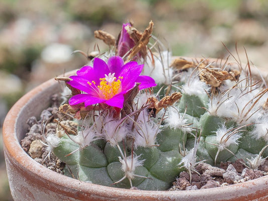 Turbinicarpus nikolae GCG 10892 San Pedro, SLP (not outside EU)