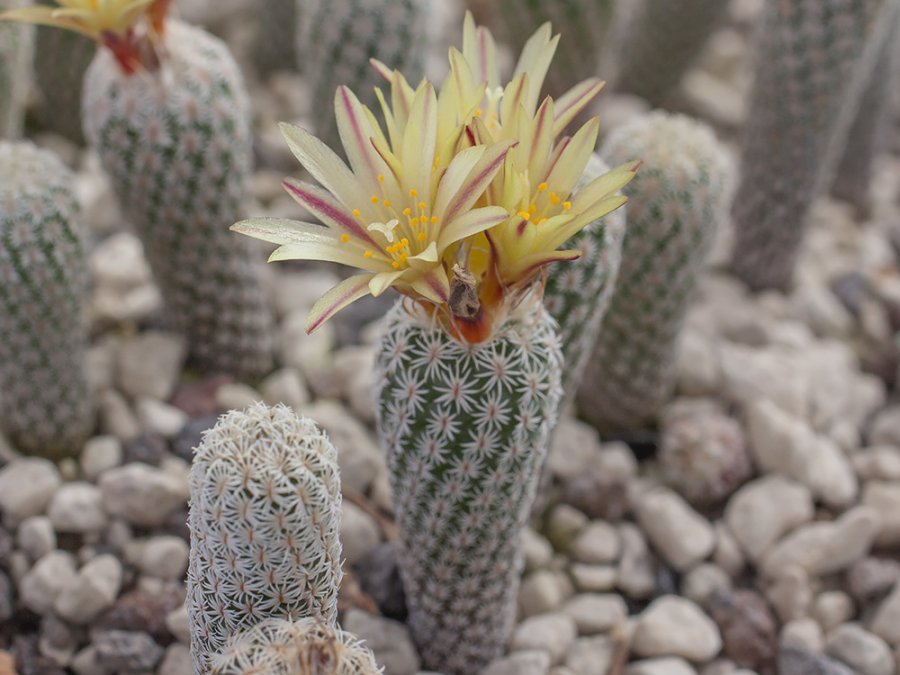 Turbinicarpus pseudomacrochele v. minimus PP 220 San André, Cardonal, Hid