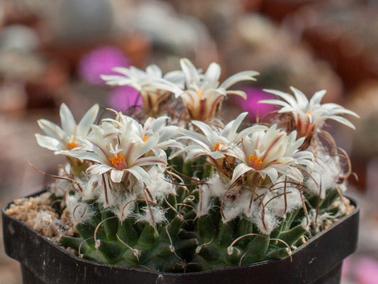 Turbinicarpus schmiedickeanus ssp. gracilis SB 273 Aramberri, NL