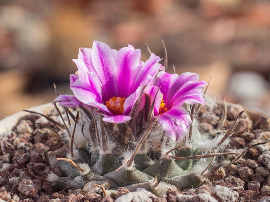 Turbinicarpus schmiedickeanus "pintares" VM 805 Santa Rita, SLP