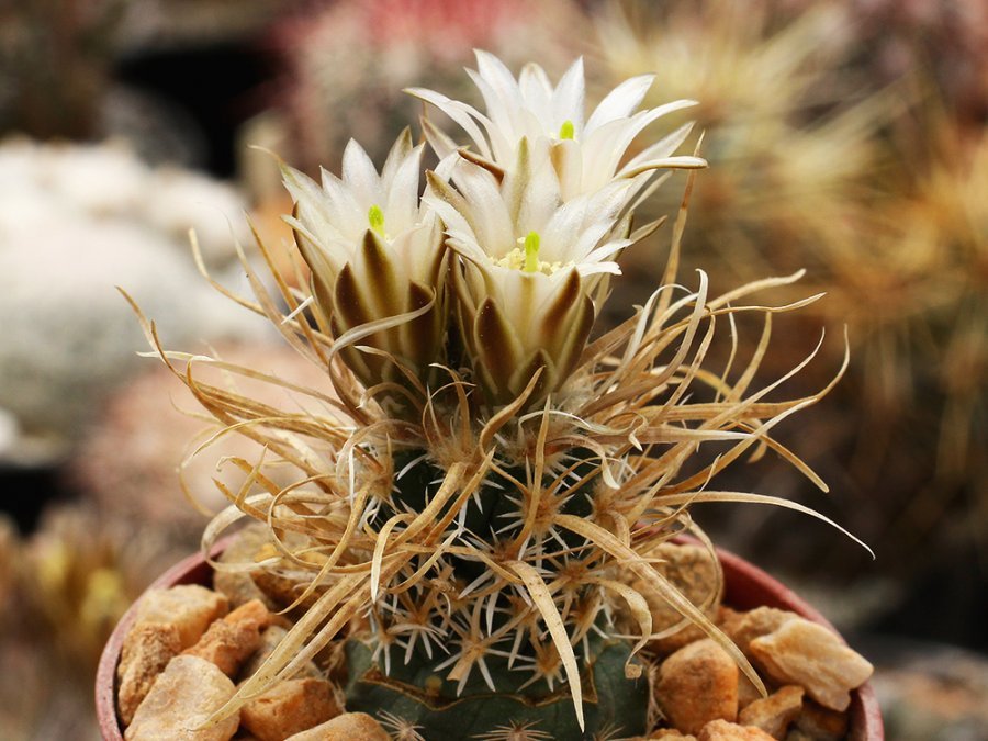 Toumeya papyracantha SB 172 Santa Fe Co, NM – grafted