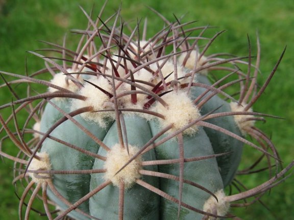 Echinocactus horizonthalonius VM 670 Sierra de Texas, Coah