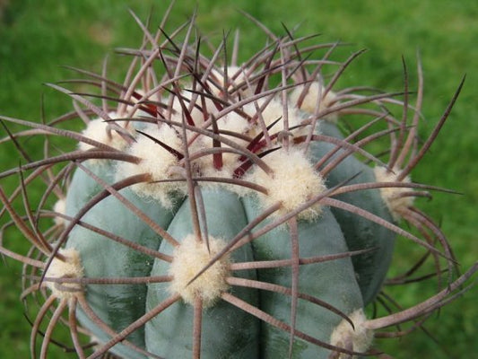 Echinocactus horizonthalonius VM 670 Sierra de Texas, Coah