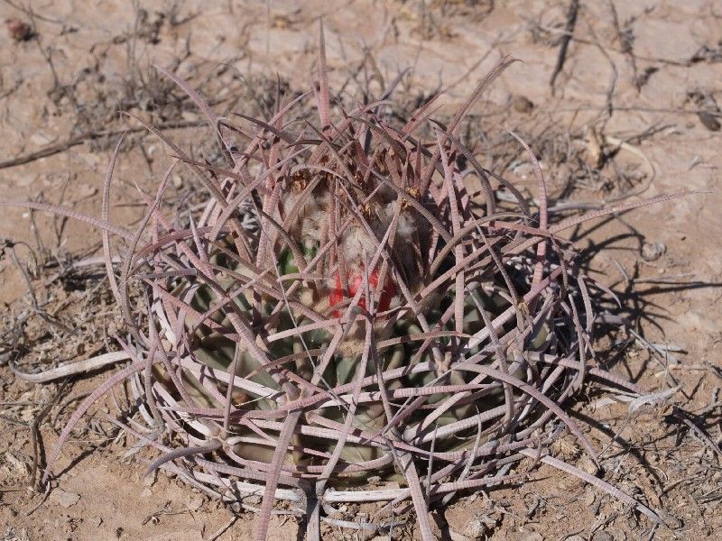 Echinocactus texensis VZD 812 Zóna de Silencio, Dur - 10 seeds