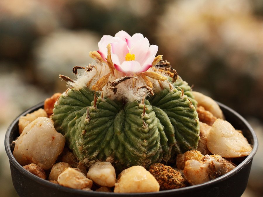 Aztekium Aztekium rostliny – Hajek-kaktusy