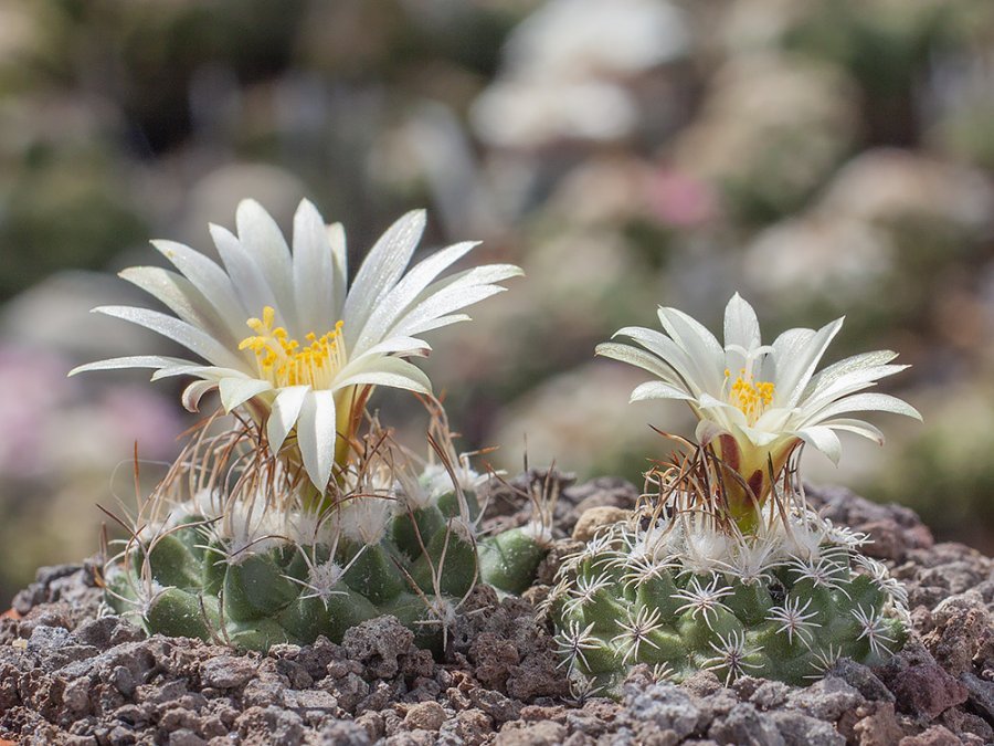 Turbinicarpus pseudomacrochele ssp. krainzianus VM 356 Vista Hermosa, Que