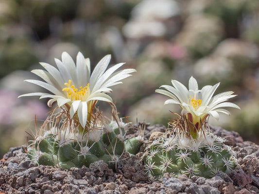 Turbinicarpus pseudomacrochele ssp. krainzianus VM 356 Vista Hermosa, Que