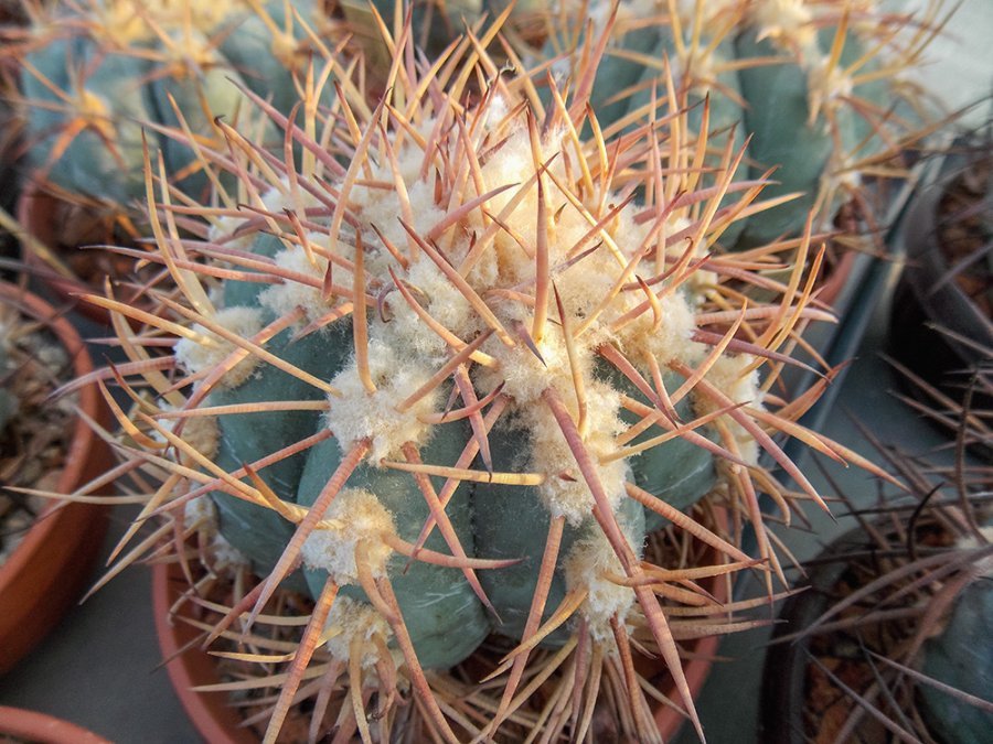 Echinocactus horizonthalonius VZD 360 Delaware Mts, Culberson Co, Tx - 10 seeds