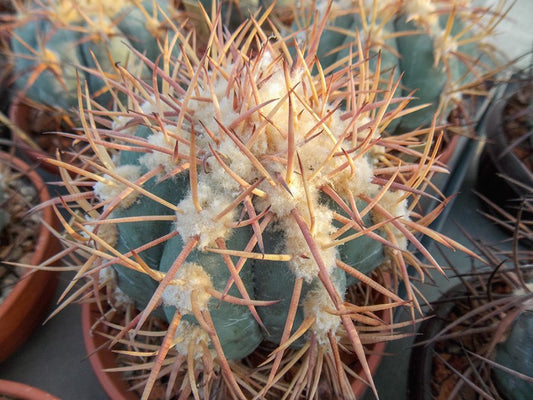 Echinocactus horizonthalonius VZD 360 Delaware Mts, Culberson Co, Tx - 10 seeds