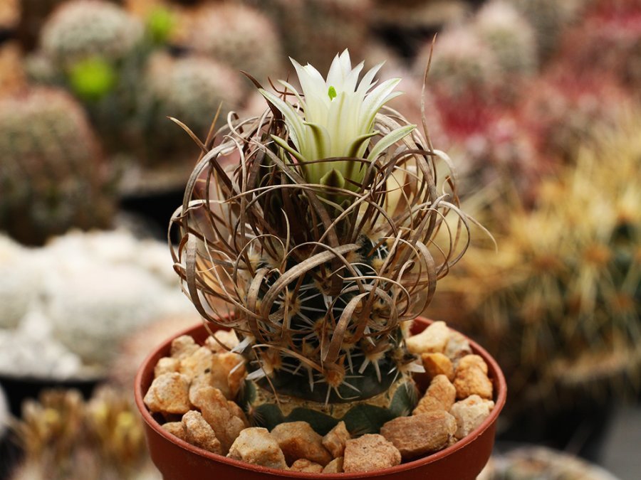 Toumeya papyracantha FH 087.2 Washboard Wash, Az - 10 seeds