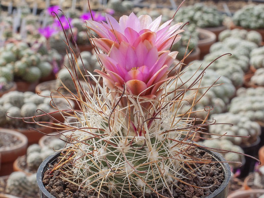 Sclerocactus nyensis SB 1456 Esmeralda Co, Nv - grafted