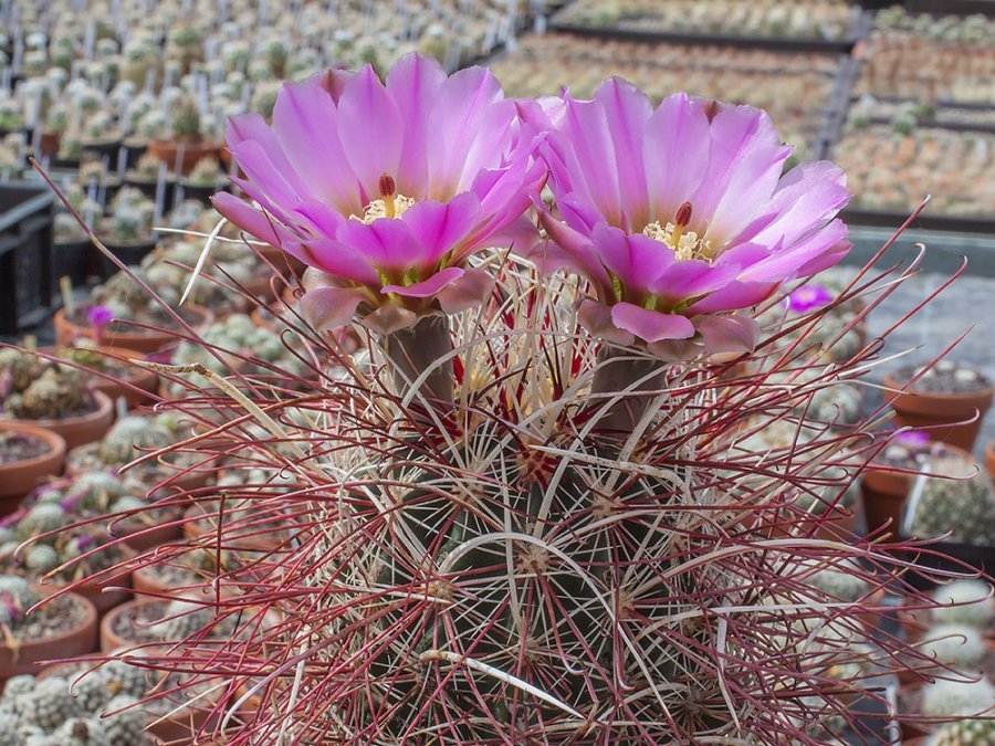 Sclerocactus polyancistrus SB 1967 Lida, Nv