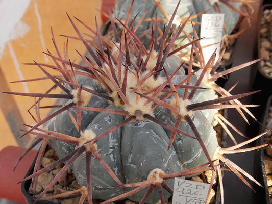 Echinocactus horizonthalonius VZD 926 Potrero de San Pedro, Coah - 10 seeds