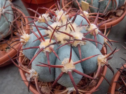 Echinocactus horizonthalonius Nazas, Dur
