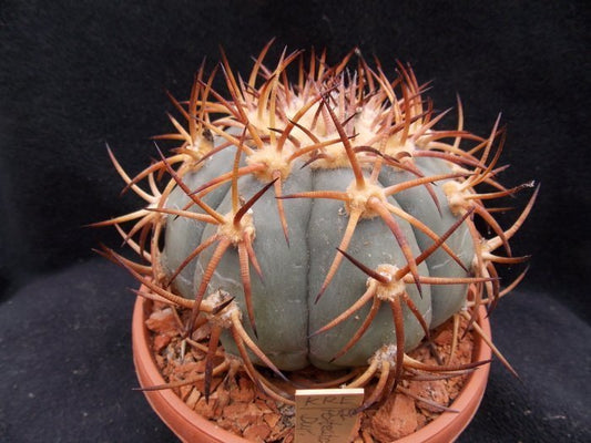 Echinocactus horizonthalonius El Portento, Dur