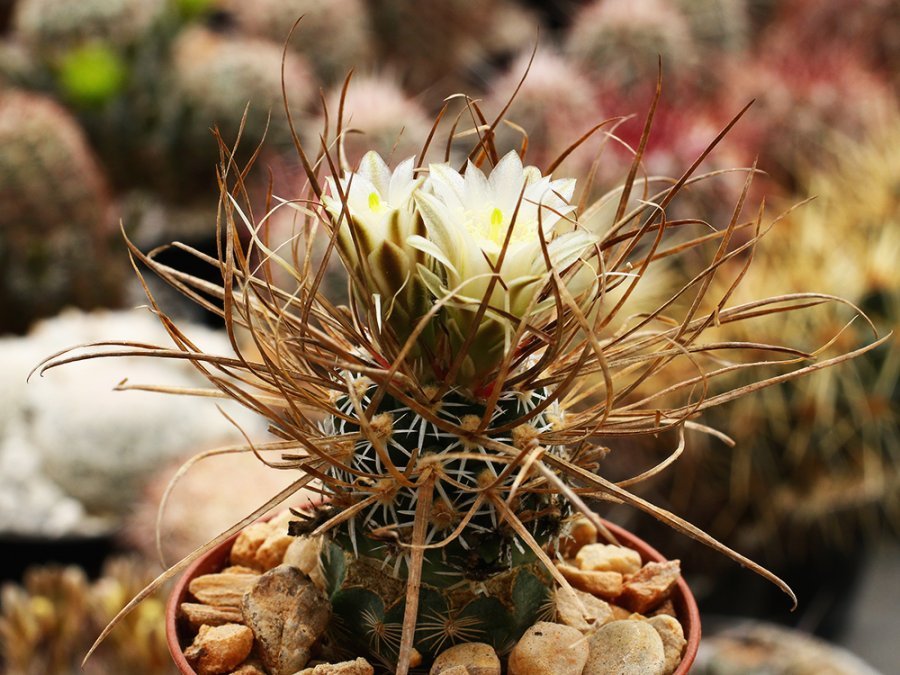 Toumeya papyracantha SB 180 Los Alamos Co, NM - 10 seeds